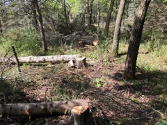 Removing competing Pine